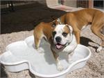 2 QTY Bone Pool™️ 1 QTY Paw Pool™️ Package by One Dog One Bone™️